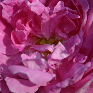 Róże ogrodowe - róża mchowa - różowy  - Rosa  Marie de Blois - róża z intensywnym zapachem - M. Robert - Tą piękną odmianę o różowym kolorze kwiatów cechuje to, że odpowiednio do róży mszystych posiada szczypuły pokryte gruczołami oraz oprawę kwiatu. Intensywnie wzrastające pędy zaleca się wychowywać z podporą.